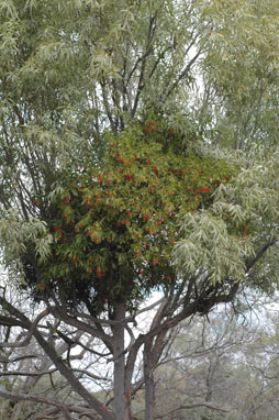 APII jpeg image of Amyema miraculosa subsp. boormanii  © contact APII