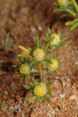 APII jpeg image of Pogonolepis stricta  © contact APII