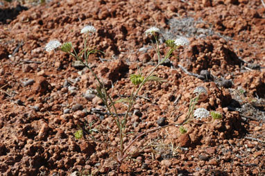 APII jpeg image of Trachymene pilbarensis  © contact APII