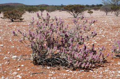 APII jpeg image of Ptilotus rotundifolius  © contact APII