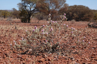 APII jpeg image of Ptilotus rotundifolius  © contact APII