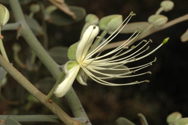 APII jpeg image of Capparis lasiantha  © contact APII