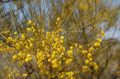 APII jpeg image of Acacia pachyacra  © contact APII