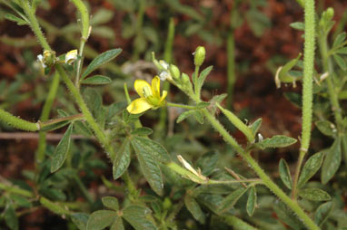 APII jpeg image of Cleome viscosa  © contact APII