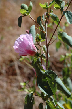 APII jpeg image of Gossypium sturtianum var. sturtianum  © contact APII