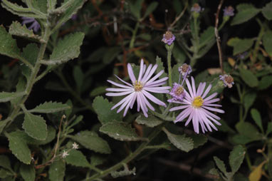 APII jpeg image of Olearia xerophila  © contact APII