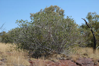 APII jpeg image of Ficus platypoda  © contact APII