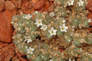 APII jpeg image of Heliotropium heteranthum  © contact APII