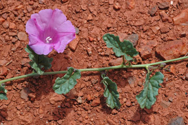 APII jpeg image of Ipomoea muelleri  © contact APII