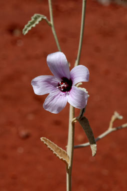 APII jpeg image of Hibiscus brachychlaenus  © contact APII