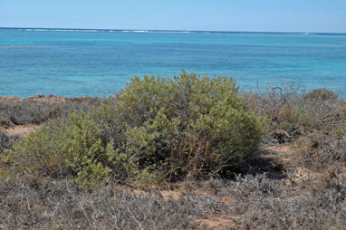 APII jpeg image of Olearia sp. Eremicola (Diels & Pritzel s.n. PERTH 00449628)  © contact APII