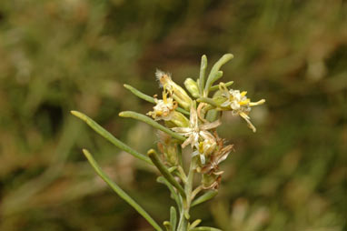 APII jpeg image of Olearia sp. Eremicola (Diels & Pritzel s.n. PERTH 00449628)  © contact APII