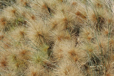 APII jpeg image of Spinifex longifolius  © contact APII