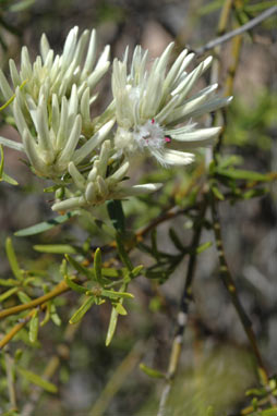 APII jpeg image of Ptilotus divaricatus  © contact APII