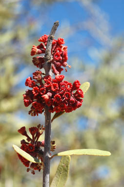 APII jpeg image of Alectryon oleifolius subsp. oleifolius  © contact APII