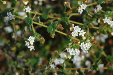 APII jpeg image of Androcalva luteiflora  © contact APII