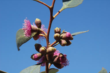 APII jpeg image of Eucalyptus albopurpurea  © contact APII