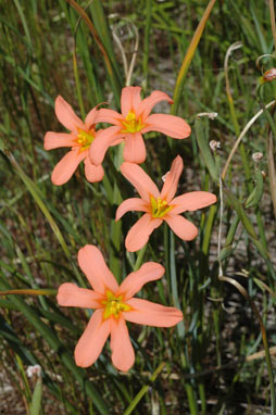 APII jpeg image of Moraea flaccida  © contact APII