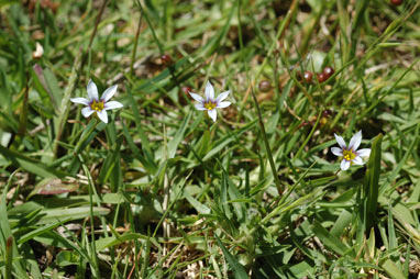 APII jpeg image of Sisyrinchium rosulatum  © contact APII