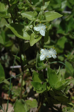 APII jpeg image of Tradescantia fluminensis  © contact APII