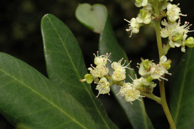 APII jpeg image of Cupaniopsis anacardioides  © contact APII