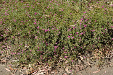 APII jpeg image of Mirbelia rubiifolia  © contact APII