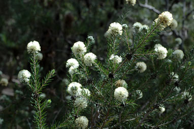 APII jpeg image of Melaleuca capitata  © contact APII