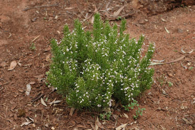 APII jpeg image of Stylidium spinulosum  © contact APII