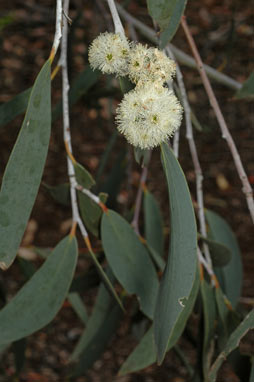 APII jpeg image of Eucalyptus lacrimans  © contact APII