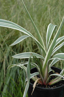 APII jpeg image of Dianella tasmanica 'Tas 100 Destiny'  © contact APII