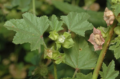 APII jpeg image of Malva parviflora  © contact APII