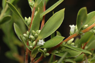 APII jpeg image of Leucopogon muticus  © contact APII