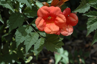 APII jpeg image of Campsis radicans  © contact APII