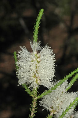 APII jpeg image of Melaleuca huegelii  © contact APII