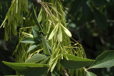 APII jpeg image of Fraxinus pennsylvanica  © contact APII