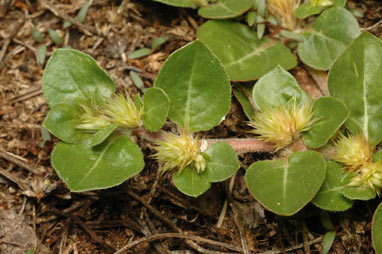 APII jpeg image of Alternanthera pungens  © contact APII