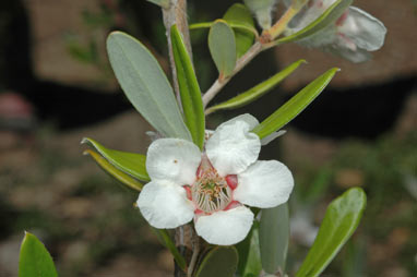 APII jpeg image of Leptospermum deuense  © contact APII