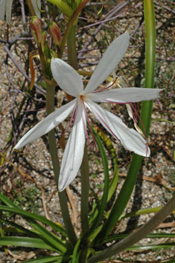 APII jpeg image of Crinum angustifolium  © contact APII