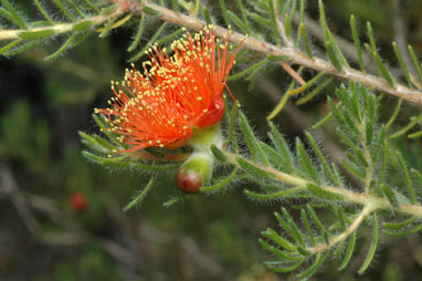 APII jpeg image of Eremaea asterocarpa subsp. brachyclada  © contact APII