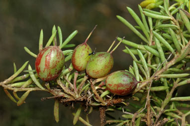 APII jpeg image of Persoonia chamaepeuce  © contact APII