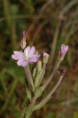 APII jpeg image of Epilobium billardiereanum subsp. cinereum  © contact APII