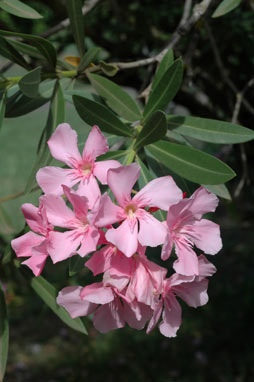 APII jpeg image of Nerium oleander  © contact APII