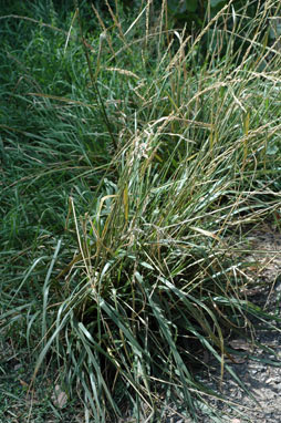 APII jpeg image of Festuca pratensis  © contact APII