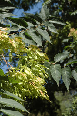 APII jpeg image of Ailanthus altissima  © contact APII