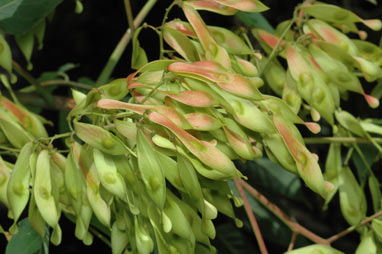 APII jpeg image of Ailanthus altissima  © contact APII