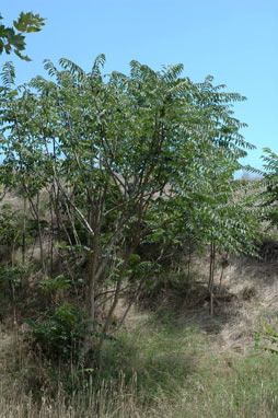 APII jpeg image of Ailanthus altissima  © contact APII