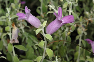 APII jpeg image of Eremophila decussata  © contact APII