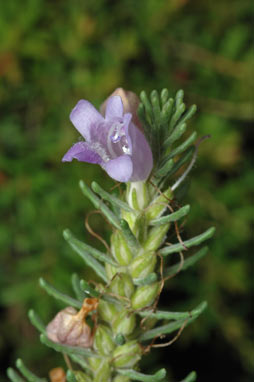 APII jpeg image of Eremophila caerulea  © contact APII