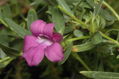 APII jpeg image of Eremophila prostrata  © contact APII