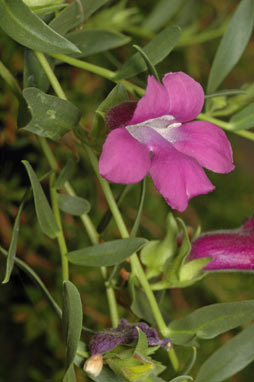 APII jpeg image of Eremophila prostrata  © contact APII